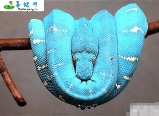 蓝蛇(有毒蛇)详细资料、图片及品种介绍