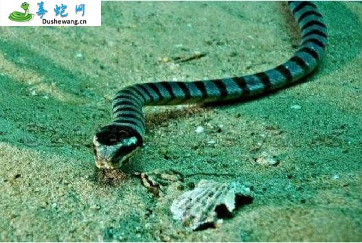 钩嘴海蛇(有毒蛇)详细资料、图片及品种介绍