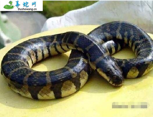 腹斑水蛇