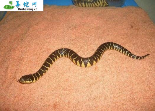 腹斑水蛇