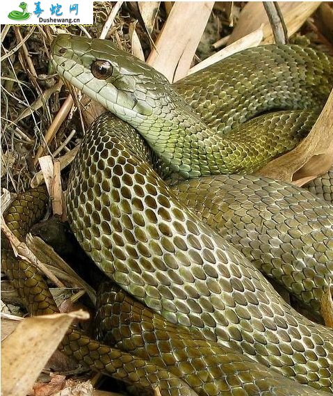 日本锦蛇(无毒蛇)详细资料、图片及品种介绍