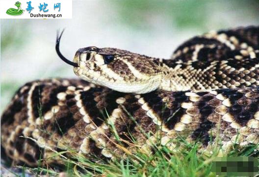东部钻纹响尾蛇(有毒蛇)详细资料、图片及品种介绍