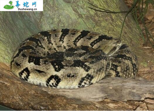 森林响尾蛇(有毒蛇)详细资料、图片及品种介绍