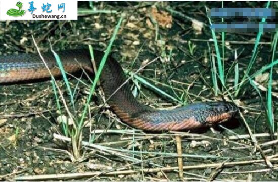 卡普阿斯泥蛇(有毒蛇)详细资料、图片及品种介绍