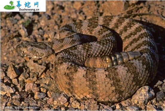 虎斑响尾蛇(有毒蛇)详细资料、图片及品种介绍