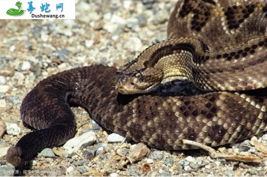 热带响尾蛇(有毒蛇)详细资料、图片及品种介绍