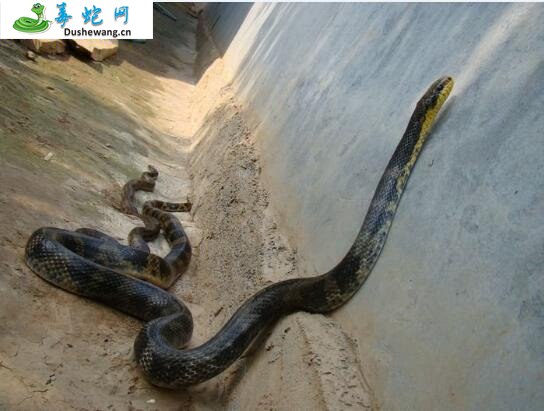 棕黑锦蛇(无毒蛇)详细资料、图片及品种介绍