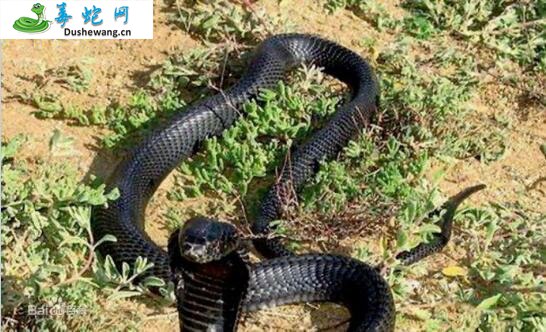 黑颈喷毒眼镜蛇(有毒蛇)详细资料、图片及品种介绍