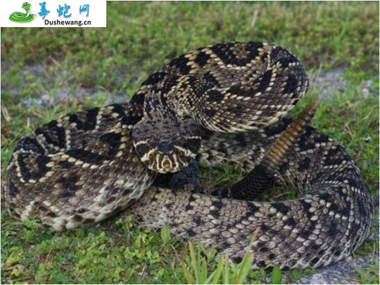 东部菱背响尾蛇(有毒蛇)详细资料、图片及品种介绍