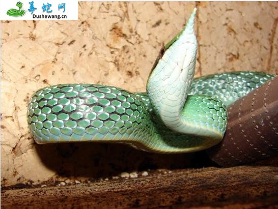 尖喙蛇(无毒蛇)详细资料、图片及品种介绍