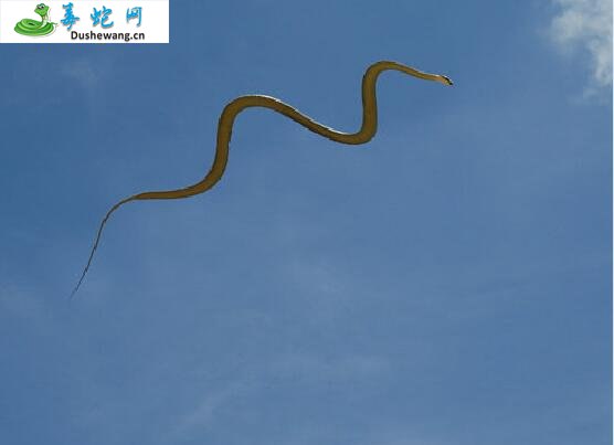 天堂树蛇(微毒蛇)详细资料、图片及品种介绍