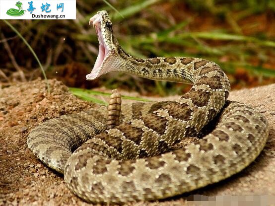 莫哈维响尾蛇(有毒蛇)详细资料、图片及品种介绍
