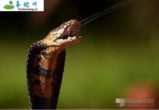 莫桑比克射毒眼镜蛇(有毒蛇)详细资料、图片及品种介绍