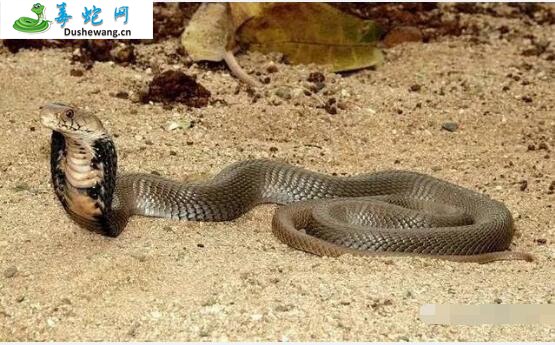 莫桑比克射毒眼镜蛇