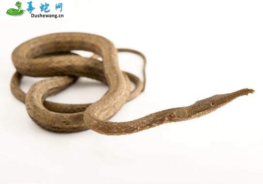 叶鼻蛇(有毒蛇)详细资料、图片及品种介绍