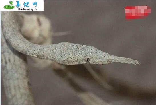 马达加斯加叶鼻蛇