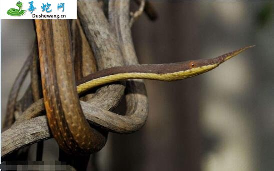 马达加斯加叶鼻蛇