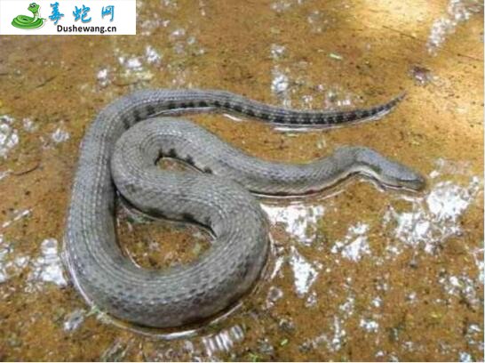 波加丹蛇(微毒蛇)详细资料、图片及品种介绍