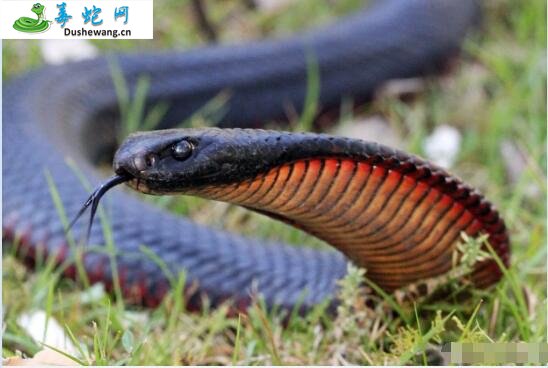 红腹伊澳蛇(有毒蛇)详细资料、图片及品种介绍