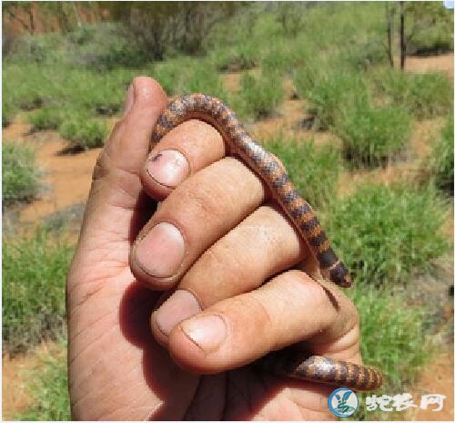 澳大利亚珊瑚蛇