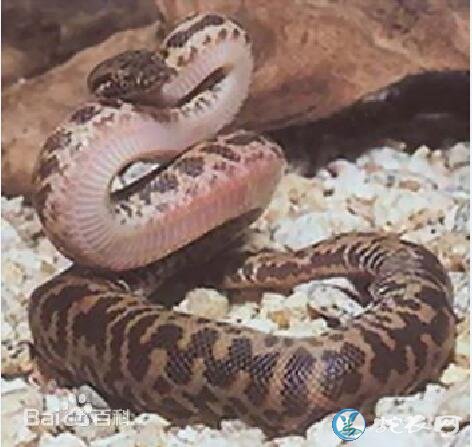 澳洲迷彩蟒(无毒蛇)详细资料、图片及品种介绍