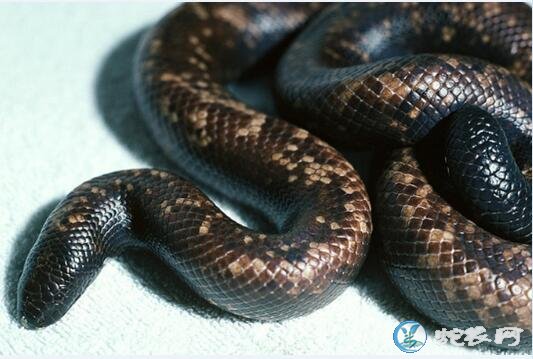 橡皮蟒(无毒蛇)详细资料、图片及品种介绍