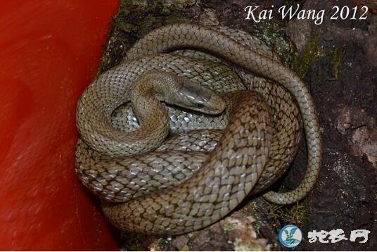 南峰锦蛇(无毒蛇)详细资料、图片及品种介绍