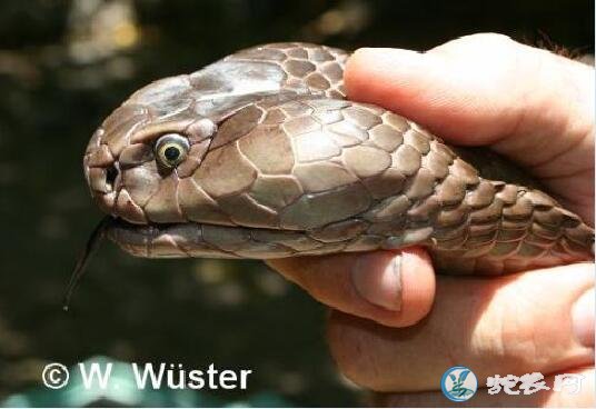 阿氏喷毒眼镜蛇(有毒蛇)详细资料、图片及品种介绍