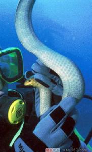 艾基特林海蛇图片