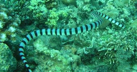 艾基特林海蛇图片