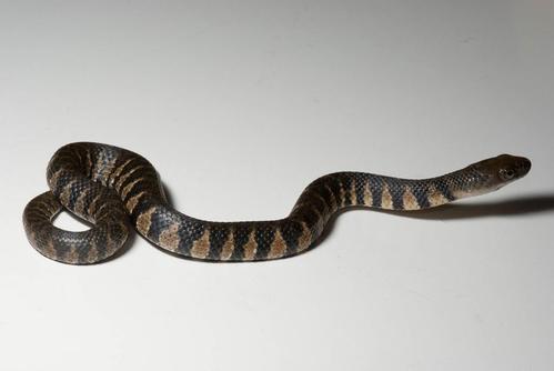 阿里山脊蛇图片