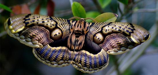 阿里山脊蛇图片