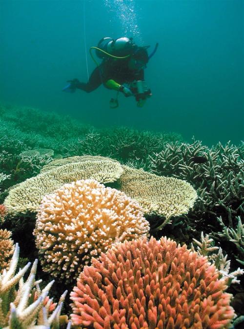 澳大利亚珊瑚蛇图片
