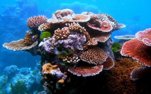 澳大利亚珊瑚蛇图片