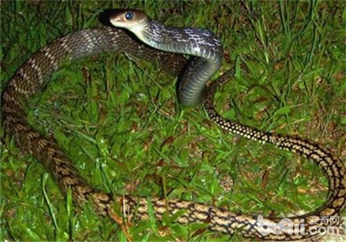 澳东蛇图片