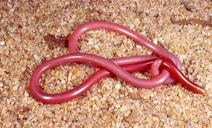 澳洲钩盲蛇图片