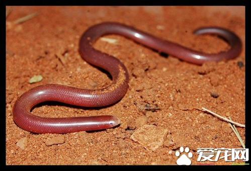 澳洲钩盲蛇图片
