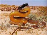 澳洲金刚蛇图片