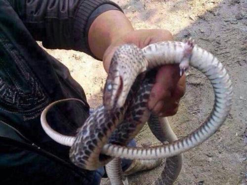 澳洲金刚蛇图片