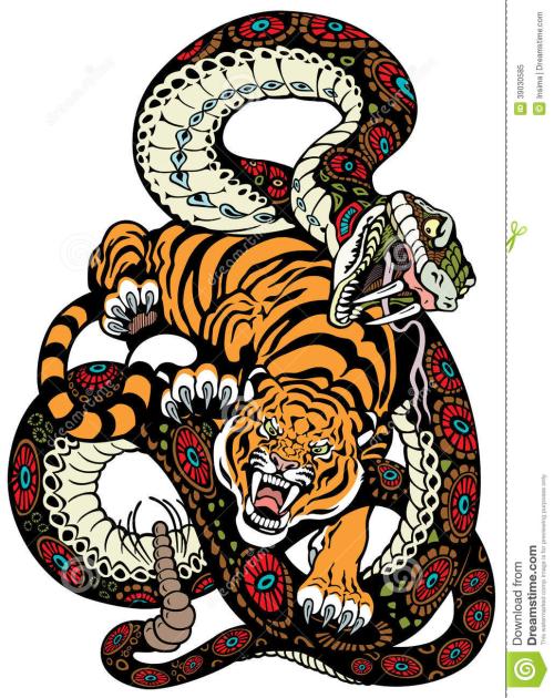 澳洲老虎蛇图片