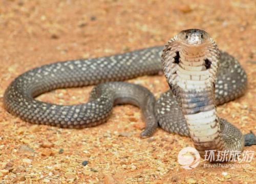 澳洲铜头蛇图片