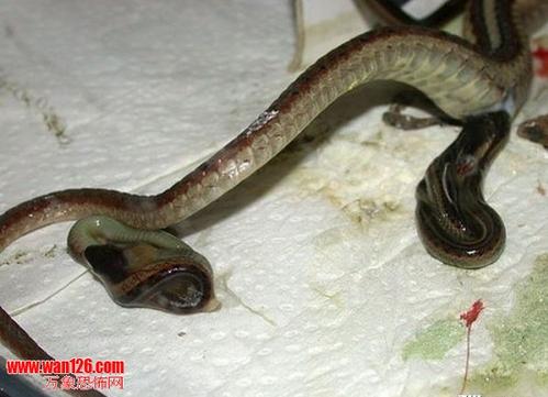 澳洲铜头蛇图片