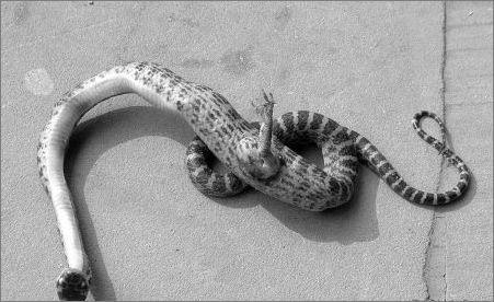 白带蛇图片