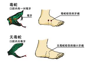 白眶蛇图片