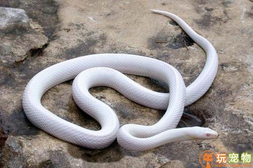白枕白环蛇图片