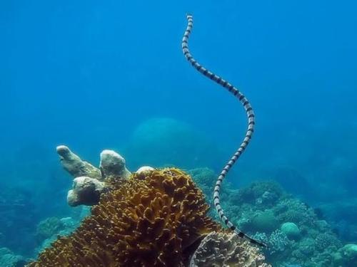 半环扁尾海蛇图片
