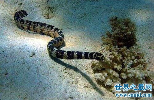 半环扁尾海蛇图片