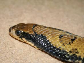 巴西水王蛇图片