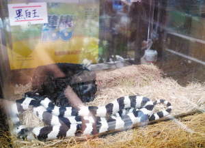 巴西水王蛇图片