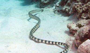 贝尔彻海蛇图片